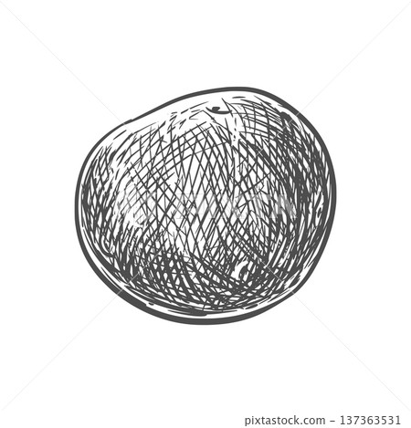 Vector potato sketch. Line drawing of this nutritious root vegetable. Imitation of ink engraving. Hand-drawn. Whole potato on a white background. 137363531