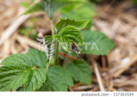 Frostbitten leaves and raspberry bushes spring, close-up Frostbitten leaves and raspberry bushes spring, close-up 137363584