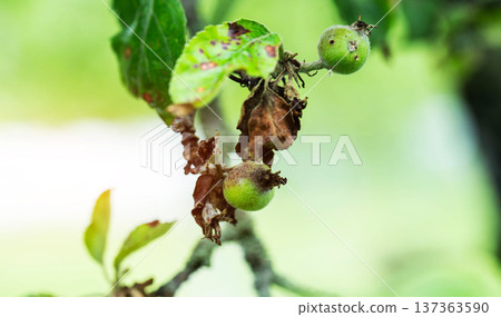 Close up view of diseased apple tree branch with young green fruit and withered leaves affected by plant disease and agricultural pest damage Close up view of diseased apple tree branch with young green fruit and withered leaves affected by plant disease and agricultural pest damage 137363590