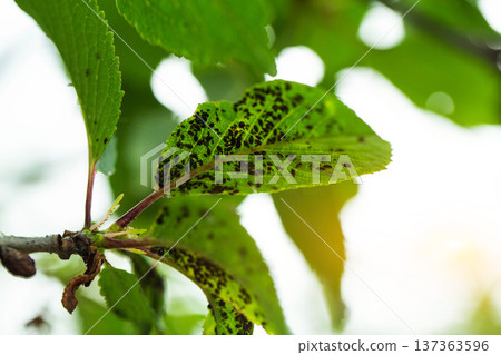 Close-up view of green plant leaves displaying visible signs of disease and pest infestation, with numerous aphids on surface of leaf. Close-up view of green plant leaves displaying visible signs of disease and pest infestation, with numerous aphids on surface of leaf. 137363596