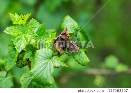 Close-up image of diseased brown leaf amidst vibrant green foliage of plant, showing effect of plant illness or damage on agriculture 137363597
