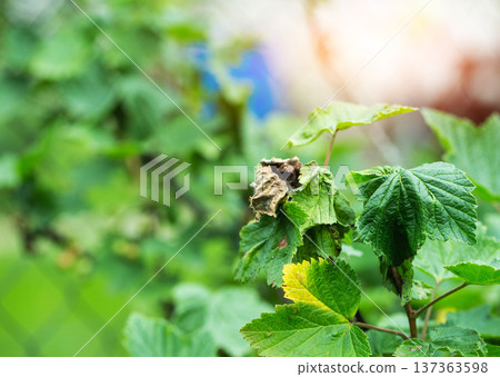 Close-up of diseased plant leaves showing discoloration and wilting condition, sunlight creating glow on green foliage background Close-up of diseased plant leaves showing discoloration and wilting condition, sunlight creating glow on green foliage background 137363598