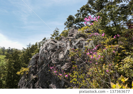 Mitsuba Azalea 137363677