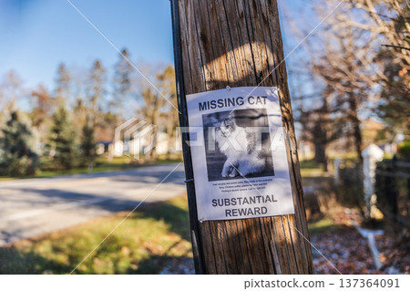 Missing cat reward poster attached to wooden utility pole on quiet suburban street in USA 137364091