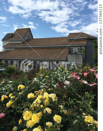 A Western-style building surrounded by roses in full bloom A Western-style building surrounded by roses in full bloom 137364113