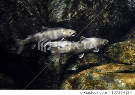 三文魚 三文魚 137364124