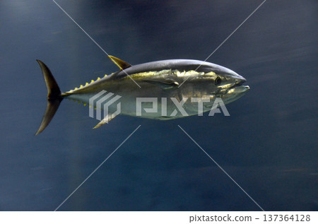 金槍魚 137364128