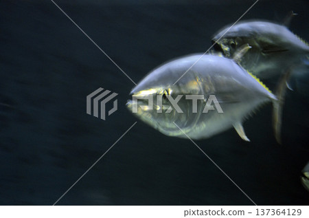 Tuna 137364129