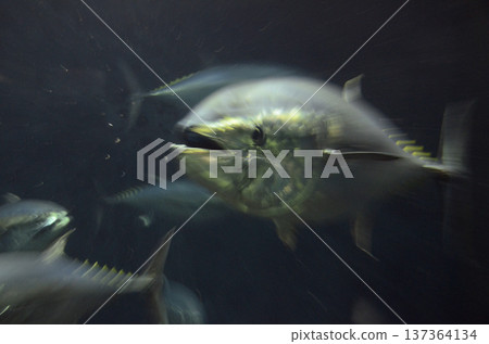 Tuna Tuna 137364134