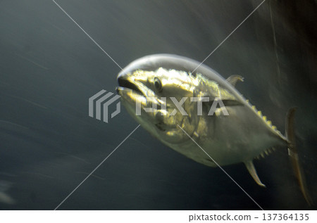 金槍魚 金槍魚 137364135