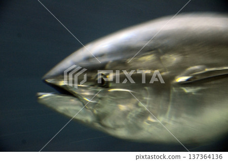 金槍魚 137364136
