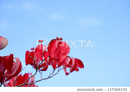 可愛的山茱萸果 137364239