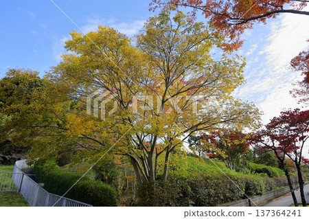 Refreshing yellow leaves of Enoki mushroom 137364241