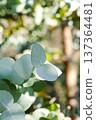 Fresh Eucalyptus Branches for Natural Cosmetics and Aromatherapy Concepts 137364481