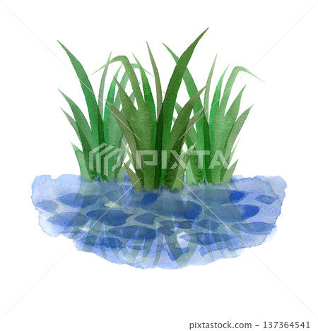 Hand drawn watercolor illustration of green marsh grass growing from a blue pond. This serene nature element features realistic reflections and is perfect for eco designs, landscapes, and botanical Hand drawn watercolor illustration of green marsh grass growing from a blue pond. This serene nature element features realistic reflections and is perfect for eco designs, landscapes, and botanical 137364541
