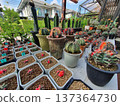 Collection of Variegated Gymnocalycium Mihanovichii Cactus in a Garden Nursery 137364730