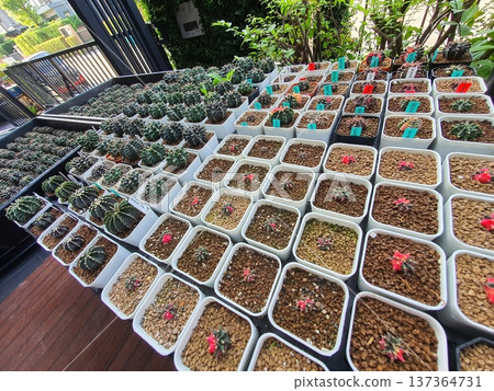 Diverse Collection of Mini Cactus and Succulent Plants in White Pots 137364731