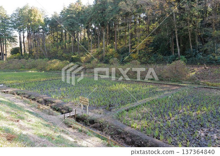 Children's Nature Park 137364840