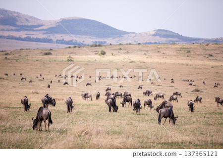 Maasai Mara National Reserve Park Narok County Kenya East Africa Wildlife Animals Wild Bush Savannah Grasslands Wilderness Birds Great Rift Valley Landscapes Panoramic Scenic Views Safaris magical 137365121