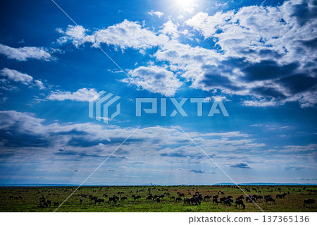 Maasai Mara National Reserve Park Narok County Kenya East Africa Wildlife Animals Wild Bush Savannah Grasslands Wilderness Birds Great Rift Valley Landscapes Panoramic Scenic Views Safaris magical 137365136