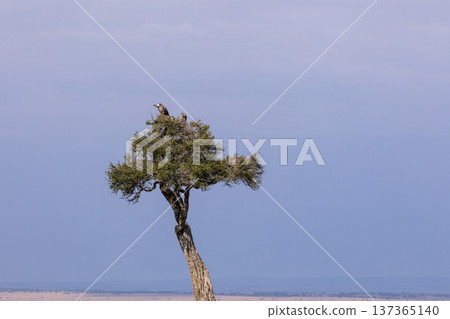 Maasai Mara National Reserve Park Narok County Kenya East Africa Wildlife Animals Wild Bush Savannah Grasslands Wilderness Birds Great Rift Valley Landscapes Panoramic Scenic Views Safaris magical 137365140