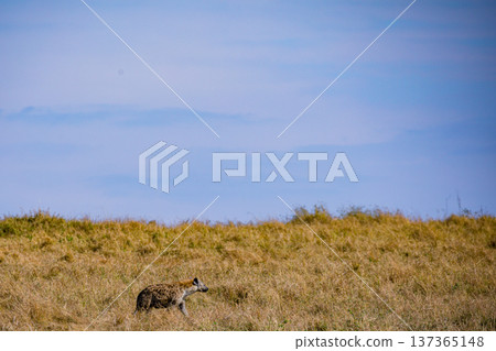 Maasai Mara National Reserve Park Narok County Kenya East Africa Wildlife Animals Wild Bush Savannah Grasslands Wilderness Birds Great Rift Valley Landscapes Panoramic Scenic Views Safaris magical 137365148
