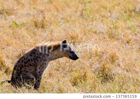 Maasai Mara National Reserve Park Narok County Kenya East Africa Wildlife Animals Wild Bush Savannah Grasslands Wilderness Birds Great Rift Valley Landscapes Panoramic Scenic Views Safaris magical 137365159