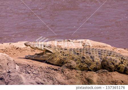 Maasai Mara National Reserve Park Narok County Kenya East Africa Wildlife Animals Wild Bush Savannah Grasslands Wilderness Birds Great Rift Valley Landscapes Panoramic Scenic Views Safaris magical 137365176