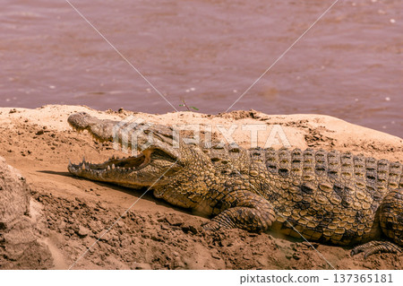 Maasai Mara National Reserve Park Narok County Kenya East Africa Wildlife Animals Wild Bush Savannah Grasslands Wilderness Birds Great Rift Valley Landscapes Panoramic Scenic Views Safaris magical 137365181