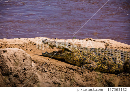 Maasai Mara National Reserve Park Narok County Kenya East Africa Wildlife Animals Wild Bush Savannah Grasslands Wilderness Birds Great Rift Valley Landscapes Panoramic Scenic Views Safaris magical 137365182