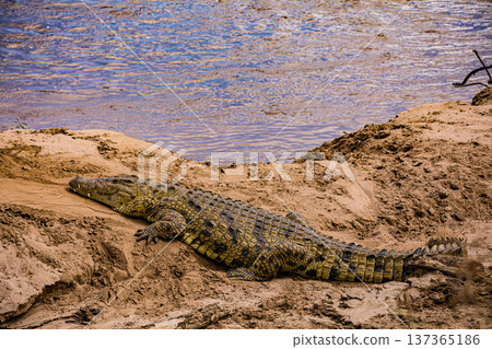 Maasai Mara National Reserve Park Narok County Kenya East Africa Wildlife Animals Wild Bush Savannah Grasslands Wilderness Birds Great Rift Valley Landscapes Panoramic Scenic Views Safaris magical 137365186