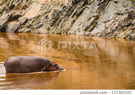 Maasai Mara National Reserve Park Narok County Kenya East Africa Wildlife Animals Wild Bush Savannah Grasslands Wilderness Birds Great Rift Valley Landscapes Panoramic Scenic Views Safaris magical 137365201