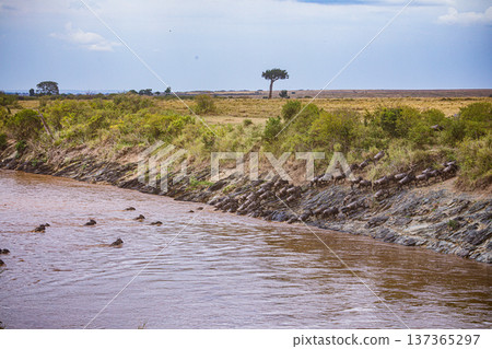 Maasai Mara National Reserve Park Narok County Kenya East Africa Wildlife Animals Wild Bush Savannah Grasslands Wilderness Birds Great Rift Valley Landscapes Panoramic Scenic Views Safaris magical 137365297
