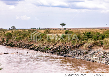 Maasai Mara National Reserve Park Narok County Kenya East Africa Wildlife Animals Wild Bush Savannah Grasslands Wilderness Birds Great Rift Valley Landscapes Panoramic Scenic Views Safaris magical 137365312