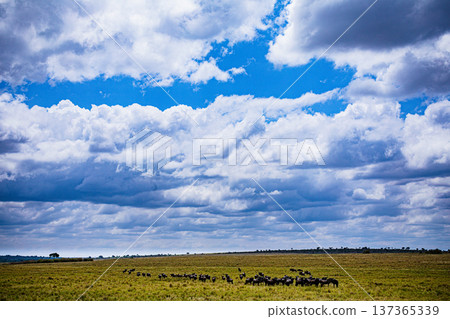 Maasai Mara National Reserve Park Narok County Kenya East Africa Wildlife Animals Wild Bush Savannah Grasslands Wilderness Birds Great Rift Valley Landscapes Panoramic Scenic Views Safaris magical Maasai Mara National Reserve Park Narok County Kenya East Africa Wildlife Animals Wild Bush Savannah Grasslands Wilderness Birds Great Rift Valley Landscapes Panoramic Scenic Views Safaris magical 137365339