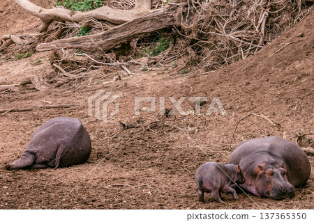 Maasai Mara National Reserve Park Narok County Kenya East Africa Wildlife Animals Wild Bush Savannah Grasslands Wilderness Birds Great Rift Valley Landscapes Panoramic Scenic Views Safaris magical 137365350
