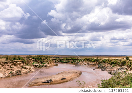 Maasai Mara National Reserve Park Narok County Kenya East Africa Wildlife Animals Wild Bush Savannah Grasslands Wilderness Birds Great Rift Valley Landscapes Panoramic Scenic Views Safaris magical 137365361