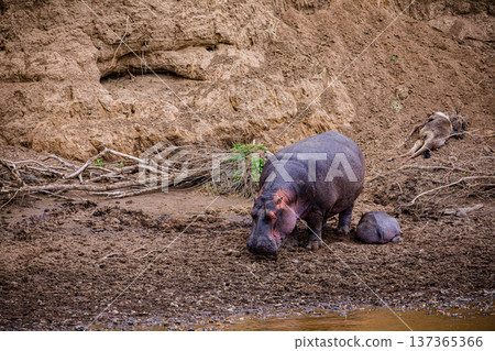 Maasai Mara National Reserve Park Narok County Kenya East Africa Wildlife Animals Wild Bush Savannah Grasslands Wilderness Birds Great Rift Valley Landscapes Panoramic Scenic Views Safaris magical 137365366