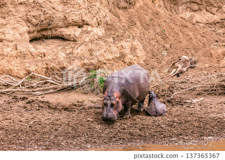Maasai Mara National Reserve Park Narok County Kenya East Africa Wildlife Animals Wild Bush Savannah Grasslands Wilderness Birds Great Rift Valley Landscapes Panoramic Scenic Views Safaris magical 137365367