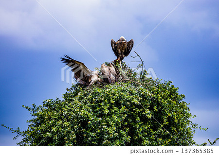 Maasai Mara National Reserve Park Narok County Kenya East Africa Wildlife Animals Wild Bush Savannah Grasslands Wilderness Birds Great Rift Valley Landscapes Panoramic Scenic Views Safaris magical Maasai Mara National Reserve Park Narok County Kenya East Africa Wildlife Animals Wild Bush Savannah Grasslands Wilderness Birds Great Rift Valley Landscapes Panoramic Scenic Views Safaris magical 137365385
