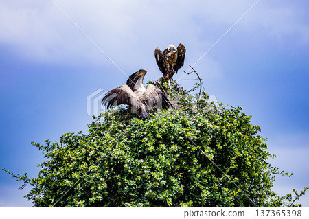 Maasai Mara National Reserve Park Narok County Kenya East Africa Wildlife Animals Wild Bush Savannah Grasslands Wilderness Birds Great Rift Valley Landscapes Panoramic Scenic Views Safaris magical 137365398