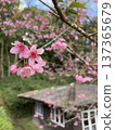 Beautiful Pink Wild Himalayan Cherry Blossoms with Rustic Cottage Background in Spring Forest 137365679