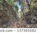 Narrow Rocky Ravine Path Through Dense Tropical Jungle Forest 137365682