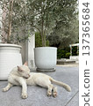White Cat Grooming Itself on a Stone Patio Under Olive Trees in a Garden 137365684