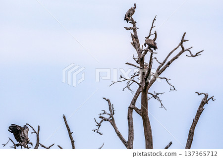 Maasai Mara National Reserve Park Narok County Kenya East Africa Wildlife Animals Wild Bush Savannah Grasslands Wilderness Birds Great Rift Valley Landscapes Panoramic Scenic Views Safaris magical 137365712