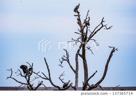 Maasai Mara National Reserve Park Narok County Kenya East Africa Wildlife Animals Wild Bush Savannah Grasslands Wilderness Birds Great Rift Valley Landscapes Panoramic Scenic Views Safaris magical 137365714
