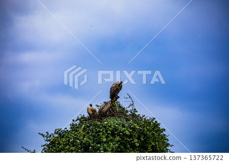 Maasai Mara National Reserve Park Narok County Kenya East Africa Wildlife Animals Wild Bush Savannah Grasslands Wilderness Birds Great Rift Valley Landscapes Panoramic Scenic Views Safaris magical 137365722