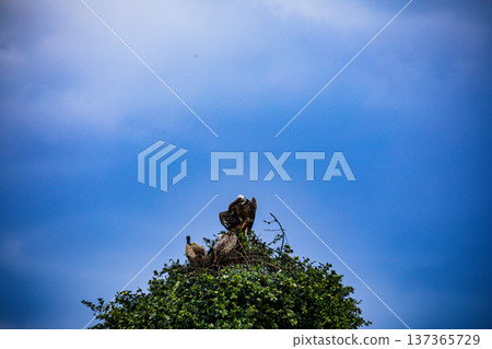 Maasai Mara National Reserve Park Narok County Kenya East Africa Wildlife Animals Wild Bush Savannah Grasslands Wilderness Birds Great Rift Valley Landscapes Panoramic Scenic Views Safaris magical 137365729