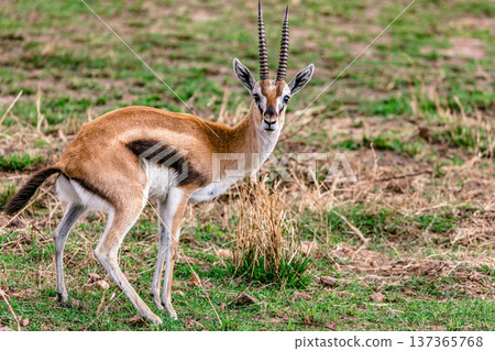 Maasai Mara National Reserve Park Narok County Kenya East Africa Wildlife Animals Wild Bush Savannah Grasslands Wilderness Birds Great Rift Valley Landscapes Panoramic Scenic Views Safaris magical 137365768