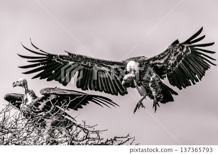 Maasai Mara National Reserve Park Narok County Kenya East Africa Wildlife Animals Wild Bush Savannah Grasslands Wilderness Birds Great Rift Valley Landscapes Panoramic Scenic Views Safaris magical 137365793